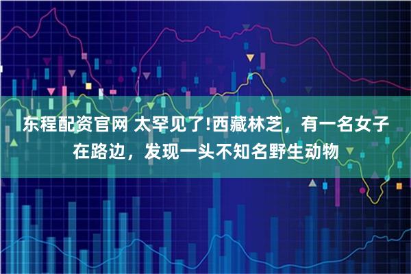 东程配资官网 太罕见了!西藏林芝,有一名女子在路边,发现一头不知名野生动物